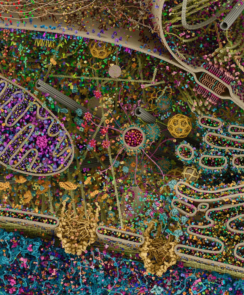 Neurones Miroirs